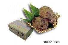 つくね芋 約2kg ／ 井上天極堂 野菜 いも 大和芋 タンパク質 ジアスターゼ 特産品 奈良県 御所市