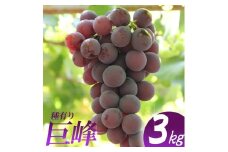 巨峰 約3kg ／ フルーツ 果物 種あり ぶどう ブドウ 数量限定 奈良県 御所市