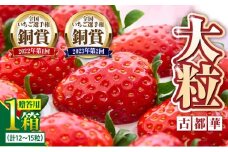 【2026年1月上旬～2月下旬発送】贈答用いちご【数量限定】『古都華』 いちご 数量限定 古都華 12～15粒 化粧箱 国産 国産苺 ストロベリー 果物 果実的野菜 フルーツ デザート おやつ 糖度 濃厚 香り 鮮やか 甘い ビタミン 奈良県産 お取り寄せ 贈答用 送料無料