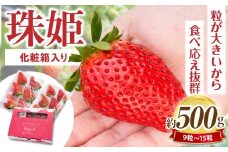 【2026年1月～3月上旬発送】化粧箱入りいちご【珠姫】 酸味が少なくやさしい甘み 珠姫 いちご 2パック 9~15粒 化粧箱 卵型 粒が大きい 生駒いちご園 果物 フルーツ デザート 贈り物 お取り寄せ お取り寄せフルーツ 奈良県 生駒市 送料無料