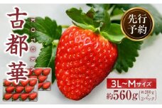 【2026年1月発送】高級いちご「古都華」3L～Mサイズ2パック　先行予約 ことか 甘い 糖度 濃い 濃厚 果汁 香り 朝摘み いちご イチゴ 苺 フルーツ 果物 くだもの ご褒美 ごほうび 贈答 贈り物 ギフト プレゼント 冷蔵 奈良県 生駒市 送料無料
