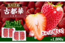 【2026年4月～5月発送】高級いちご「古都華」4パック（小さいサイズ）　 先行予約 ことか 甘い 糖度 濃い 濃厚 果汁 香り 朝摘み いちご イチゴ 苺 フルーツ 果物 くだもの ご褒美 ごほうび 贈答 贈り物 ギフト プレゼント 冷蔵 奈良県 生駒市 送料無料