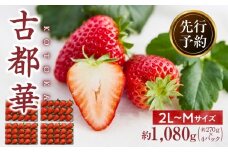 【2026年4月～5月発送】高級いちご「古都華」4パック（小さいサイズ）　 先行予約 ことか 甘い 糖度 濃い 濃厚 果汁 香り 朝摘み いちご イチゴ 苺 フルーツ 果物 くだもの ご褒美 ごほうび 贈答 贈り物 ギフト プレゼント 冷蔵 奈良県 生駒市 送料無料