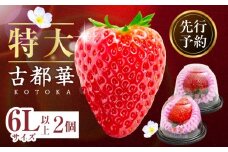 【2026年2月～3月発送】贈答用：高級いちご「古都華」特大6Lサイズ以上2個　先行予約 ことか 甘い 糖度 濃い 濃厚 果汁 濃赤 香り 朝摘み いちご イチゴ 苺 フルーツ 果物 くだもの ご褒美 ごほうび 贈り物 ギフト プレゼント 冷蔵 奈良県 生駒市 送料無料