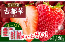 【2026年2月～3月発送】高級いちご「古都華」3L～Mサイズ4パック　先行予約 ことか 甘い 糖度 濃い 濃厚 果汁 香り 朝摘み いちご イチゴ 苺 フルーツ 果物 くだもの ご褒美 ごほうび 贈答 贈り物 ギフト プレゼント 冷蔵 奈良県 生駒市 送料無料