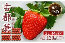 【2026年2月～3月発送】高級いちご「古都華」3L～Mサイズ4パック　先行予約 ことか 甘い 糖度 濃い 濃厚 果汁 香り 朝摘み いちご イチゴ 苺 フルーツ 果物 くだもの ご褒美 ごほうび 贈答 贈り物 ギフト プレゼント 冷蔵 奈良県 生駒市 送料無料