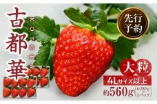 【2026年2月～3月発送】高級いちご「古都華」4Lサイズ以上2パック　先行予約 ことか 甘い 糖度 濃い 濃厚 果汁 香り 朝摘み いちご イチゴ 苺 フルーツ 果物 くだもの ご褒美 ごほうび 贈答 贈り物 ギフト プレゼント 冷蔵 奈良県 生駒市 送料無料