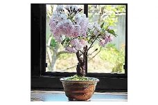 【季節限定】桜盆栽 [1986]