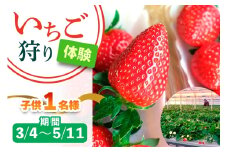 [3月4日から5月11日] いちご狩り体験 子供1名様 奈良のブランド (あすかルビー)｜イチゴ農園 果物 フルーツ 親子 体験チケット いちご狩り農園 奈良県 [3054]
