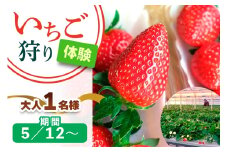 [5月12日以降] いちご狩り体験 大人1名様 奈良のブランド (あすかルビー)｜イチゴ農園 果物 フルーツ 親子 体験チケット いちご狩り農園 奈良県 [3055]