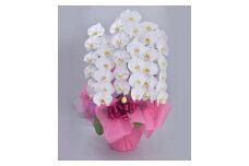 ≪厳選≫　胡蝶蘭　ホワイト　３本立ち／サンオーキッド　白　花　胡蝶　蘭　プレゼント　お祝　開店　就任　新築　開業【orch002】