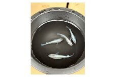 メダカ 幹之（みゆき） ５匹 （２ペア＋１匹） 死着保証 ／ aju succulent 観賞魚 淡水魚 魚 ペット 生き物 奈良県 葛城市【ajus008】