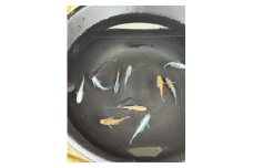 めだか 飼育 セット 人気の改良めだか３～５種類（１０匹）と産卵床、水草のセット。 死着保証 ／ aju succulent 観賞魚 淡水魚 魚 ペット 生き物 奈良県 葛城市【ajus001】