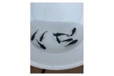 メダカ オロチ ５匹 （２ペア＋１匹） 死着保証 ／ aju succulent 観賞魚 淡水魚 魚 ペット 生き物 奈良県 葛城市【ajus007】