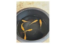 メダカ 楊貴妃 ５匹 （２ペア＋１匹） 死着保証 ／ aju succulent 観賞魚 淡水魚 魚 ペット 生き物 奈良県 葛城市【ajus006】