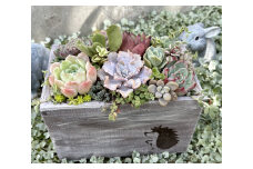 多肉植物 木箱寄せ植え ／ aju succulent 植物 インテリア アレンジ ガーデニング 15種 そのまま飾れる プレゼント ギフト 奈良県 葛城市【ajus009】