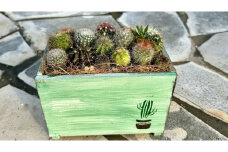 サボテンの寄せ植えアレンジ ／ aju succulent 植物 インテリア ガーデニング 15種 そのまま飾れる プレゼント ギフト 奈良県 葛城市【ajus010】