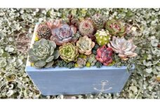 多肉植物の寄せ植えアレンジ ちびサボテン入り ／ aju succulent 植物 インテリア ガーデニング 15種 そのまま飾れる プレゼント ギフト 奈良県 葛城市【ajus011】