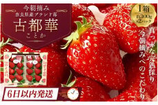＼今季終了間近！数量限定！／（冷蔵） 古都華 600g (300g×2) 【＝6日以内に発送＝】／ いちご 丸笑いちご園 今朝摘み フルーツ 苺 イチゴ 果物 新鮮 完熟 朝採り 高級 甘い 奈良県 葛城市【maru001】