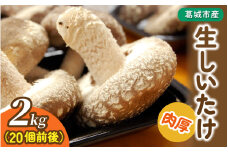 葛城市産生しいたけ（2kg） 椎茸 シイタケ 生 国産 セット 2kg 新鮮 菌床 スライス 奈良県 葛城市【kobo002】