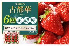 ［先行予約］【 いちご１２月から計6回定期便 】 ◆古都華　約３００g×２パック×６回 ◆ 【今朝摘みの丸笑いちご園】 ／ フルーツ いちご 苺 イチゴ 果物 くだもの 新鮮 完熟 朝採り 高級 希少品種 甘い 奈良県 葛城市【maru-tkb003】