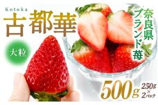 ブランド苺 新鮮 古都華 (大粒) 約500g [250g×2パック] 【2026年1月上旬～5月下旬に順次発送】／ スマイル葛城農業 ブランド いちご 苺 ことか イチゴ スイーツ フルーツ 甘い 果物 奈良県 葛城市【smlk001】