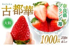 ブランド苺 新鮮 古都華 (大粒) 約1000g [250g×4パック] 【2026年1月上旬～5月下旬に順次発送】／ スマイル葛城農業 ブランド いちご 苺 ことか イチゴ スイーツ フルーツ 甘い 果物 奈良県 葛城市【smlk002】