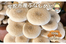 宇陀市産 ぶなしめじ 150g × 16パック / キノコ倶楽部 しめじ キノコ きのこ 菌床 鍋料理 鍋 送料無料 農家直送 ふるさと納税 詰め合わせ 奈良県 宇陀市