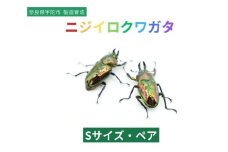 ニジイロクワガタ Sサイズ ペア / ふるさと納税 ニジイロクワガタ ペア メス オス 成虫 夏休み 国内生育 奈良県 宇陀市  アンカー行政書士事務所