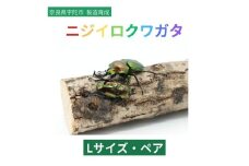 ニジイロクワガタ Lサイズ ペア / ふるさと納税 ニジイロクワガタ ペア メス オス 成虫 夏休み 国内生育 奈良県 宇陀市  アンカー行政書士事務所