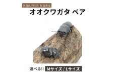 ＜選べるサイズ＞オオクワガタ（Mサイズ ペア / Lサイズ ペア）/ ふるさと納税 オオクワガタ ペア メス オス 成虫 夏休み 国内生育 奈良県 宇陀市 アンカー行政書士事務所