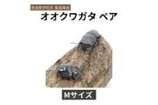 オオクワガタ Mサイズ ペア  / ふるさと納税 オオクワガタ ペア メス オス 成虫 夏休み 国内生育 奈良県 宇陀市 アンカー行政書士事務所