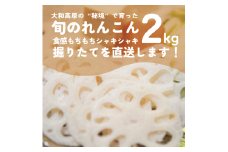 れんこん　２kg