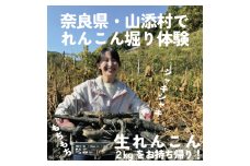 「れんこん」掘り体験　１枚