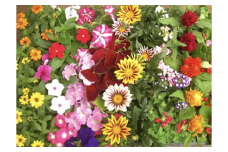 産地直送！夏の花壇苗４０個詰め合わせ