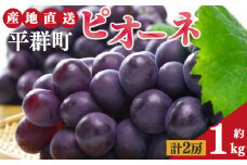 ピオーネ 2房 約1kg | フルーツ ぶどう 葡萄 ブドウ ピオーネ 奈良県 平群町