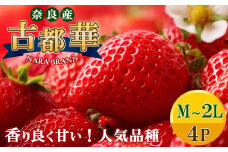 平群の古都華 いちご （M～ 2Lサイズ） 4パック | 果物 くだもの フルーツ 苺 イチゴ いちご ストロベリー 古都華 ことか 旬の品種 産地直送 奈良県 平群町