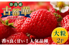 平群 の 古都華 いちご 大粒（ 4L ～ 5L サイズ） 2パック  | 先行予約 フルーツ 果物 くだもの ブランド いちご 苺 古都華 ことか 大粒 甘い 大人気 満足 希少 希少品種 ストロベリー 美味しい 品種 特徴 糖度 2月 順次発送 旬 送料無料 濃厚 香り 果汁 味わい深い お取り寄せ 産地直送 農家直送 せいけファーム 名産地 奈良県 平群 町