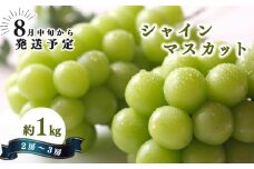 シャインマスカット 2房 ～ 3房 （約 1kg ） | 果物 くだもの フルーツ ぶどう フルーツ 奈良県 特産 平群町
