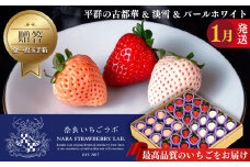 【贈答】平群の古都華 & 淡雪 & パールホワイト 金一段玉手箱 計36粒 1月発送   | フルーツ果物 くだもの いちご 苺 イチゴストロベリー 古都華旬 淡雪  パールホワイト  豪華 セット 奈良県 平群町