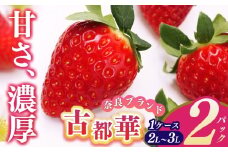 平群 の 古都華 2L ～ 3L サイズ （2パック 2ケース） 計4パック  |  先行予約 フルーツ 果物 くだもの ブランド いちご 苺 古都華 ことか 甘い 大人気 満足 希少 希少品種 ストロベリー 美味しい 品種 特徴 糖度 ルビー色 1月 2月 3月 発送 旬 送料無料 濃厚 香り 果汁 味わい深い お取り寄せ 産地直送 辻本農園 名産地 奈良県 平群 町