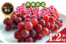 デラウェア L～2L  約1.2kg | フルーツ ぶどう 葡萄 ブドウ デラウェア 奈良県 平群町
