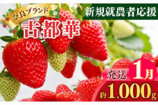 新規就農者応援 古都華 4パック 1月発送 | フルーツ 果物 くだもの ブランド いちご 苺  古都華 ことか ルビー色 旬  奈良県 平群町 