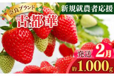 新規就農者応援 古都華 4パック 2月発送 | フルーツ 果物 くだもの ブランド いちご 苺  古都華 ことか ルビー色 旬  奈良県 平群 町 
