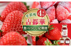 【 定期便 4回 】 濃紅 の 宝石 へぐり の 古都華 食べつくし | ブランド 苺 ご褒美 ごほうび 高糖度 甘い イチゴ いちご ストロベリー 古都華 ことか ルビー色 果物 くだもの フルーツ フレッシュ 新規 農家 応援 支援 旬の品種 奈良県 平群町