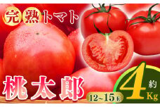 完熟した 栄養 たっぷり 桃太郎 トマト（12～15玉）約4kg | トマト 4kg フルーツトマト トマト リコピン 皮が薄い 食べやすい 甘み 濃厚な味わい 野菜 新鮮 食品 国産 健康 お取り寄せ 奈良県 平群町
