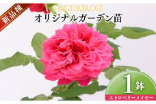 オリジナルガーデン苗（ストロベリーメイビー） | ローズ フラワー 花 新鮮 高品質 綺麗 平群のバラ 苗 四季咲き 平群ローズ 奈良県 平群町