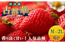 平群の古都華 いちご （M～ 2Lサイズ） 6パック | 果物 くだもの フルーツ 苺 イチゴ いちご ストロベリー 古都華 ことか 旬の品種 産地直送 奈良県 平群町