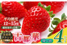 平群の古都華 サイズおまかせ（M～2Lサイズ）2ケース （4パック） |  先行予約 フルーツ 果物 くだもの ブランド いちご 苺  古都華 ことか 品種 特徴 糖度 ルビー色 旬 ふるさと納税 奈良県 平群 町 
