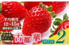 平群の古都華 サイズおまかせ（M～2Lサイズ）1ケース （2パック） |  先行予約 フルーツ 果物 くだもの ブランド いちご 苺  古都華 ことか 品種 特徴 糖度 ルビー色 旬 ふるさと納税 奈良県 平群 町 